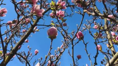 Mavi gökyüzüne karşı manolya çiçekleri olan büyük bir ağaç..