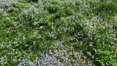Veronica Persica çiçekleriyle bahar çayırı.
