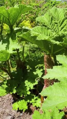 Bahar parkındaki Gunnera manikür fabrikasının yaprakları. Dikey video.