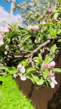 Bahçedeki çiçek açan elma ağacının dalları. Dikey video.