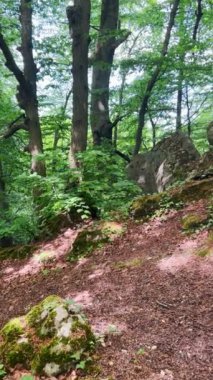 Ormandaki bir dağda yosun kaplı taşlar ve kayalar. Dikey video.