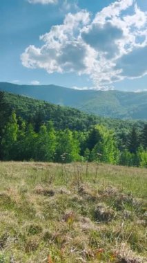 Dağların panoramik manzarası, ormanlar, yazları vadi. Dikey video.