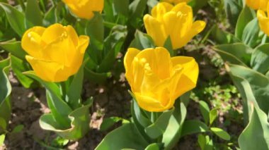Baharda parlak sarı lale çiçekleriyle çiçeklenmiş..