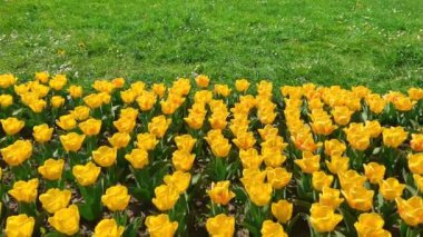 Baharda parlak sarı lale çiçekleriyle çiçeklenmiş..