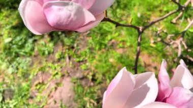 Yeşil çimenlerin üzerinde manolya çiçekleri olan bir ağaç..