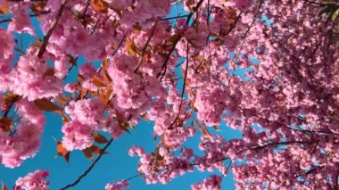 Çiçek açan Sakura ağacında pembe çiçekler. İlkbaharda kiraz çiçeği.