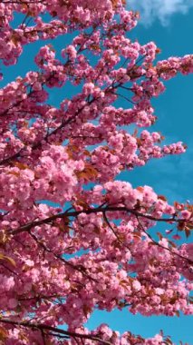 Çiçek açan Sakura ağacında pembe çiçekler. İlkbaharda kiraz çiçeği. Dikey video.