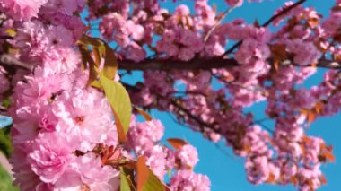 Çiçek açan Sakura ağacında pembe çiçekler. İlkbaharda kiraz çiçeği.