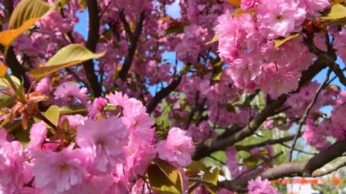 Çiçek açan Sakura ağacında pembe çiçekler. İlkbaharda kiraz çiçeği.