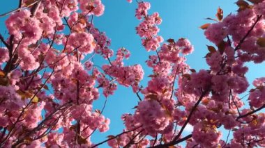 Çiçek açan Sakura ağacında pembe çiçekler. İlkbaharda kiraz çiçeği.