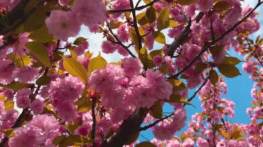 Çiçek açan Sakura ağacında pembe çiçekler. İlkbaharda kiraz çiçeği.