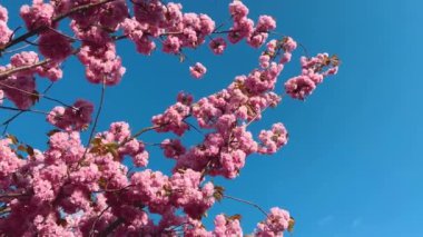 Çiçek açan Sakura ağacında pembe çiçekler. İlkbaharda kiraz çiçeği.