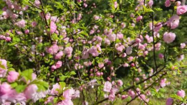 Prunus triloba (Louiseania ulmifolia). Bahar badem çalısı ve güzel pembe çiçekler..