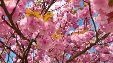 Çiçek açan Sakura ağacında pembe çiçekler. İlkbaharda kiraz çiçeği.