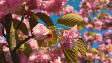 Çiçek açan Sakura ağacında pembe çiçekler. İlkbaharda kiraz çiçeği.