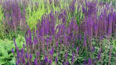 Salvia çalıları ile yoğun ekilmiş bir çiçek tarlası..