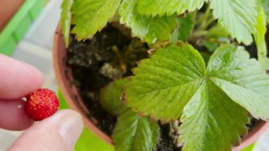 Kavanozdaki bir çalıdan olgun çilek toplamak..