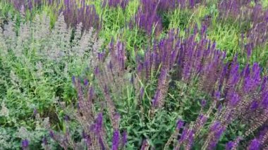 Salvia çalıları ile yoğun ekilmiş bir çiçek tarlası..