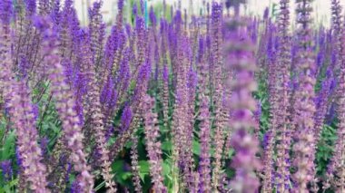 Salvia çalıları ile yoğun ekilmiş bir çiçek tarlası..