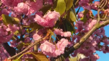 Çiçek açan Sakura ağacında pembe çiçekler. İlkbaharda kiraz çiçeği.