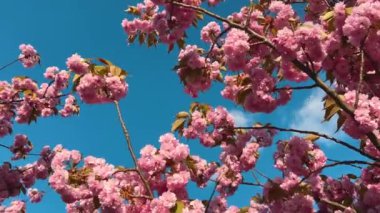 Çiçek açan Sakura ağacında pembe çiçekler. İlkbaharda kiraz çiçeği.