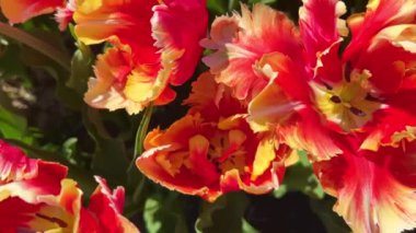 Baharda parlak kırmızı lale çiçekleriyle çiçeklenmiş..