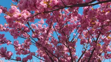 Çiçek açan Sakura ağacında pembe çiçekler. İlkbaharda kiraz çiçeği.