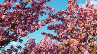 Çiçek açan Sakura ağacında pembe çiçekler. İlkbaharda kiraz çiçeği.