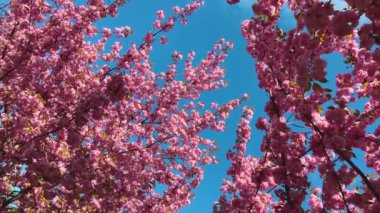 Çiçek açan Sakura ağacında pembe çiçekler. İlkbaharda kiraz çiçeği.