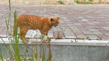 Güzel kırmızı bir kedi sınır boyunca yürüyor..