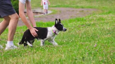 LVIV, UKRAINE - 10 Temmuz 2024: Parktaki çimenlikteki yeşil çimenlikteki Border Collie yavru köpeği.