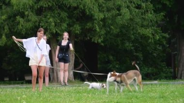 LVIV, UKRAINE - 10 Temmuz 2024: Kızlar köpekleri gezdirir Jack Russell Terrier, melez köpek ve çimenlikteki beyaz Labrador Retriever.