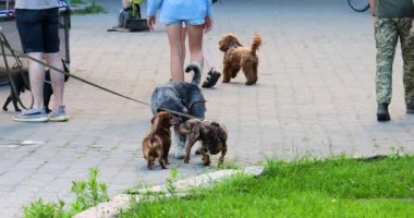 LVIV, UKRAINE - 10 Temmuz 2024: farklı türdeki köpekler, incl. Standart Schnauzer ve dachshundlar sahipleriyle parkta yürürler..