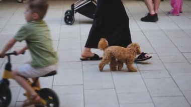 Bir kaniş köpeği fayanslı bir yolda bir kızla yürüyor..