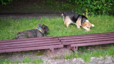 Galli Corgi ve Fransız Bulldog köpekleri parktaki yeşil çimlerde oynuyorlar..