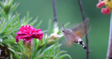 Şahin güvesi kelebeği pembe Dianthus çiçeklerinden nektar toplar..