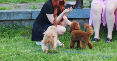 Maltipoo köpeği ve kaniş parkta bir kızla oynuyorlar..