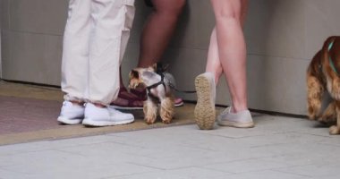 Yorkshire Teriyeri ve İngiliz Cocker Spaniel köpekleri sahipleriyle birlikte şehrin yaya bölgesinde yürüyorlar..