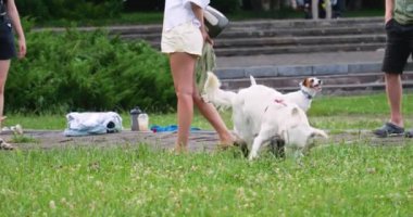 American Staffordshire Terrier ve beyaz Labrador Retriever köpekleri çimlerin üzerinde oynuyorlar. Yavaş çekim.