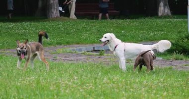 Melez köpek, American Staffordshire Terrier ve beyaz Labrador Retriever çimlerin üzerinde oynuyorlar. Yavaş çekim.