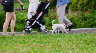 Bir Jack Russell Terrier köpeği park yolu boyunca tasmayla koşar..