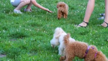 Maltipoo ve kaniş köpekleri parktaki çimlerin üzerinde top oynuyorlar..