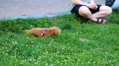 Maltipoo köpeği yeşil çimlerin ve beyaz çiçeklerin olduğu bir çimenlikte yatıyor..