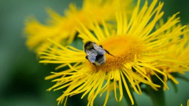 Bir yaban arısı, Inula bitkisinin parlak sarı çiçeğinden nektar toplar..