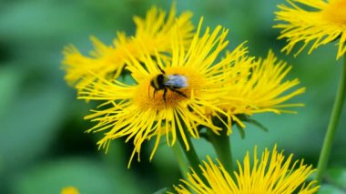 Bir yaban arısı, Inula bitkisinin parlak sarı çiçeğinden nektar toplar..