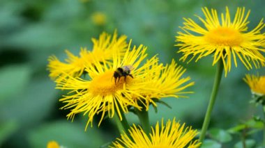 Bir yaban arısı, Inula bitkisinin parlak sarı çiçeğinden nektar toplar..