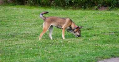 Bir yaz parkında çimlerin üzerinde melez bir köpek yürüyor..