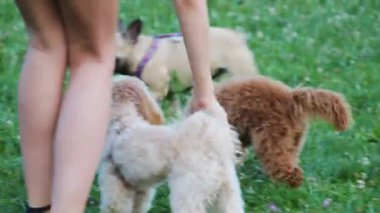 Maltipoo ve kaniş köpekleri parktaki çimlerin üzerinde oynuyorlar..