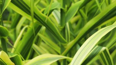 Phalaris Arundinacea bitkisinin uzun yaprakları. Reed kanarya otu.