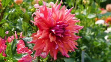 Dahlia Barbara veya Fimbriata. Bahçedeki yıldız çiçeğinin büyük renkli çiçekleri..